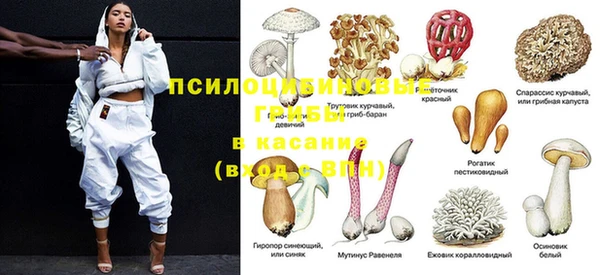прущие грибы Нягань