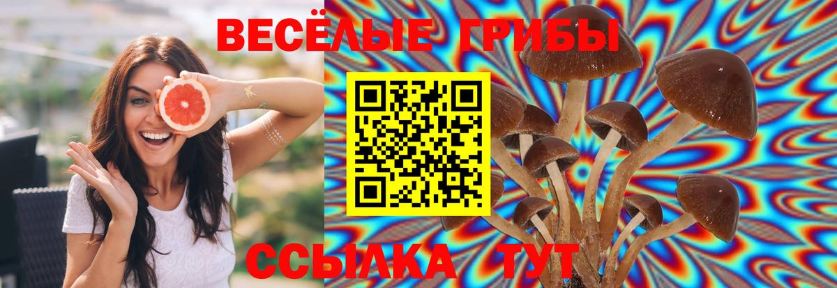 Галлюциногенные грибы Cubensis  Вход с VPN  Кизилюрт 